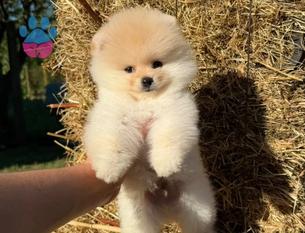 Yavru Pomeranian Boolarımız