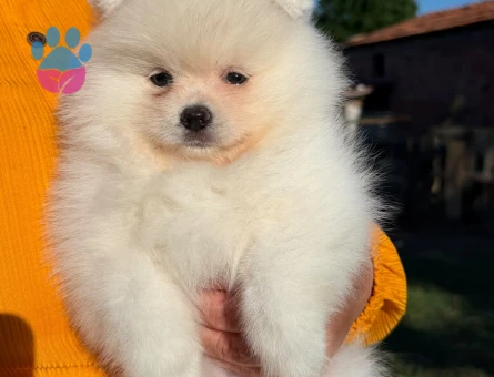 Yavru Pomeranian Boolarımız