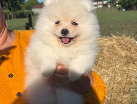 Yavru Pomeranian Boolarımız - 5866