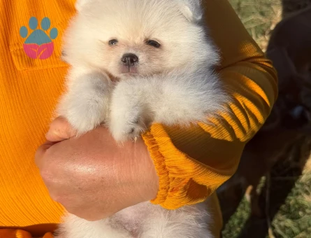 Yavru Pomeranian Boolarımız