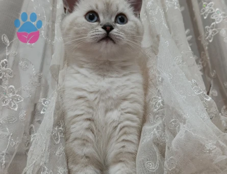 British Shorthair ve Longhair Kedilerimiz