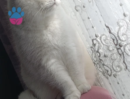 British Shorthair ve Longhair Kedilerimiz