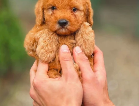 Toy poodle Teacup Yavrularımız - 5875
