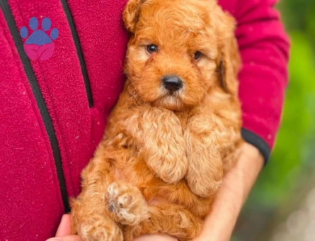 Toy poodle Teacup Yavrularımız
