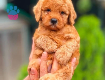 Toy poodle Teacup Yavrularımız
