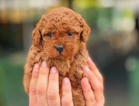Toy Poodle Oyuncu Yavrularımız - 5876