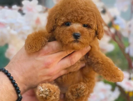 Kore Toy Poodle Oyuncu Yavrularımız - 5877