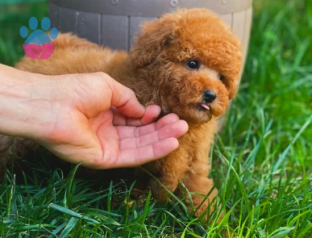 Kore Toy Poodle Oyuncu Yavrularımız