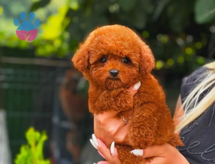 Kore Toy Poodle Safkan Yavrularımız - 5881