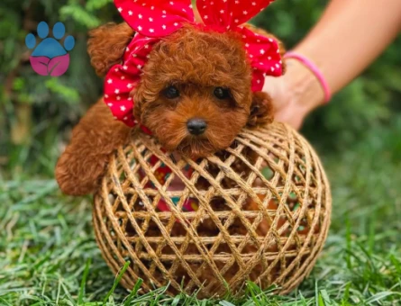 Kore Toy Poodle Safkan Yavrularımız