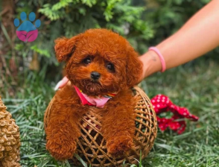 Kore Toy Poodle Safkan Yavrularımız