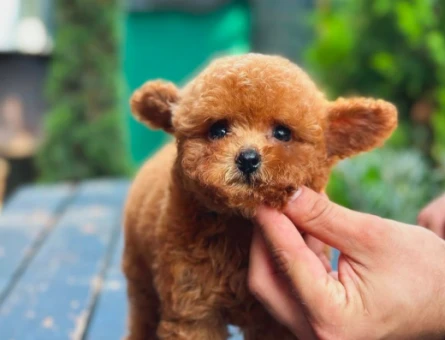 Teddy Bear Kore Toy Poodle Yavrularımız - 5882