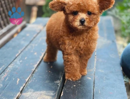 Teddy Bear Kore Toy Poodle Yavrularımız