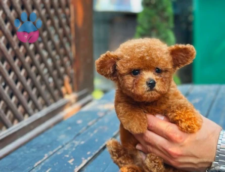 Teddy Bear Kore Toy Poodle Yavrularımız