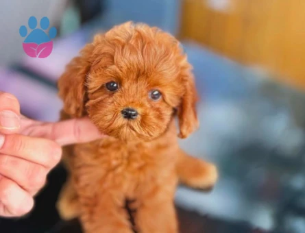 Muhteşem Güzellikteki Yavrularımız Toy Poodle