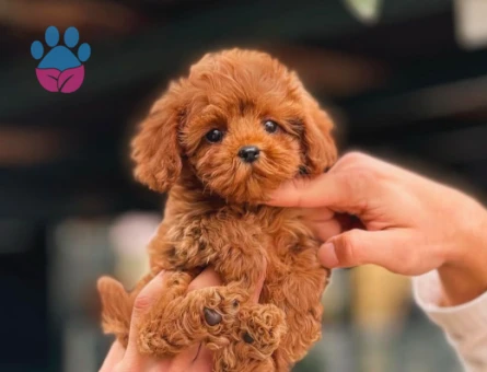Muhteşem Güzellikteki Yavrularımız Toy Poodle