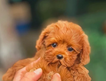 Muhteşem Güzellikteki Yavrularımız Toy Poodle - 5884