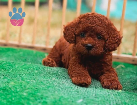 Toy poodle Safkan Yavrularımız