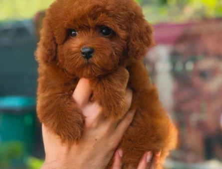 Toy Poodle Kore Yavrularımız - 5887