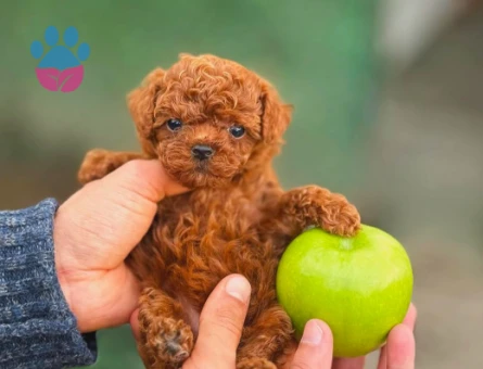 Teacup Güzeller Güzeli Toy Poodle Yavrumuz - 5888