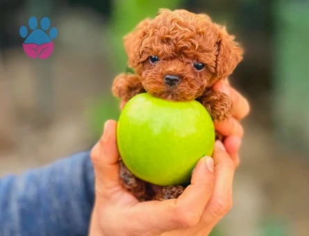 Teacup Güzeller Güzeli Toy Poodle Yavrumuz