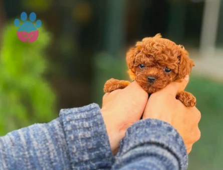 Teacup Güzeller Güzeli Toy Poodle Yavrumuz