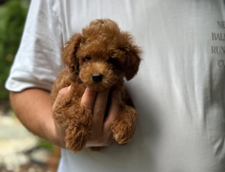Safkan Irkımız Apricat Toy Poodle Yavrumuz - 5891
