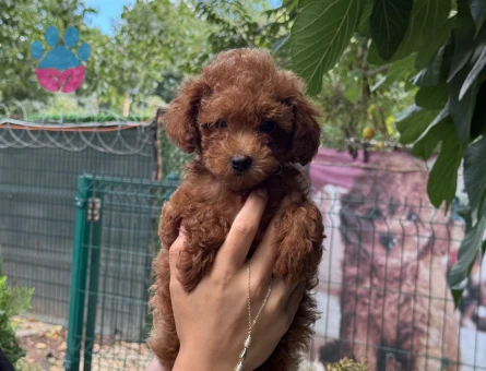 Safkan Irkımız Apricat Toy Poodle Yavrumuz