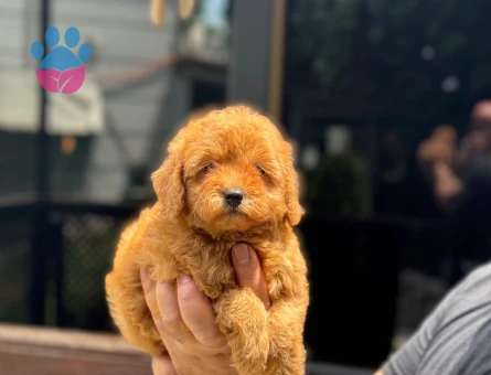 Şahane Güzellikteki Yavrular Toy Poodle - 5893