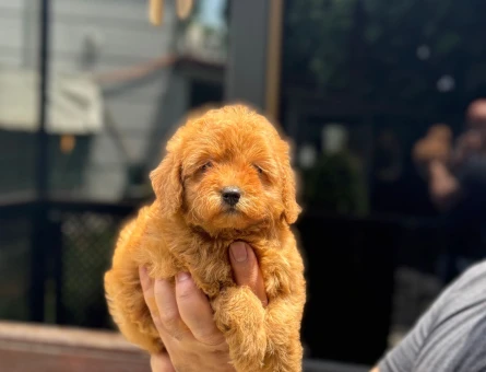 Şahane Güzellikteki Yavrular Toy Poodle - 5893