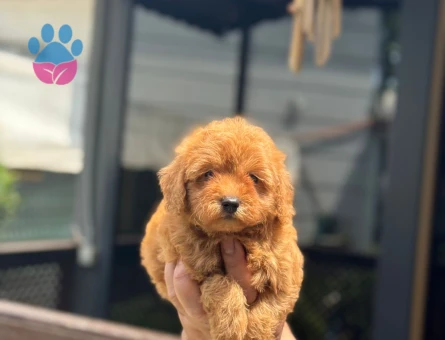 Şahane Güzellikteki Yavrular Toy Poodle