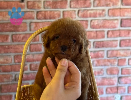 Teacup Toy Poodle Muhteşem Kalite Yavrular - 5895