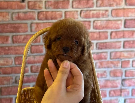Teacup Toy Poodle Muhteşem Kalite Yavrular - 5895