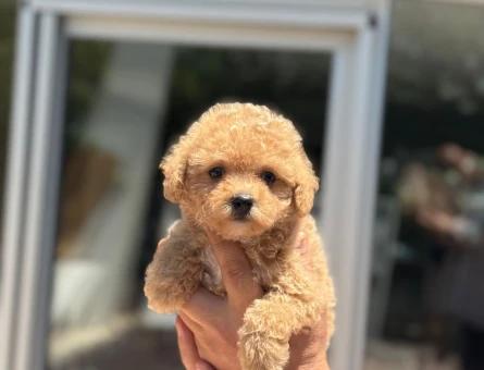 Kore Surat Toy Poodle Dişi ve Erkek Yavrular - 5896