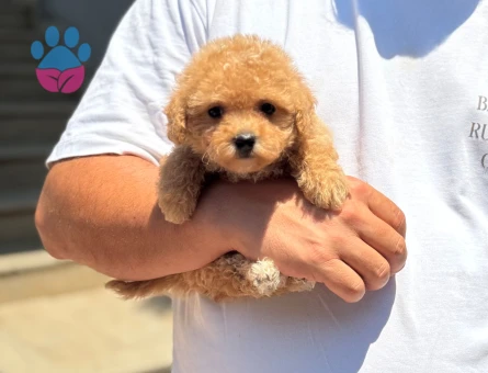 Kore Surat Toy Poodle Dişi ve Erkek Yavrular