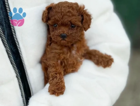 Şahane Yavrularımız Toy Poodle Teslime Hazır