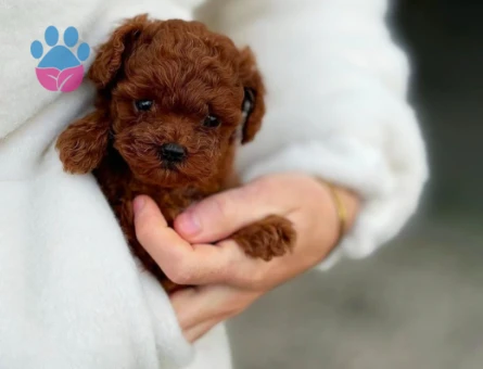 Şahane Yavrularımız Toy Poodle Teslime Hazır - 5897