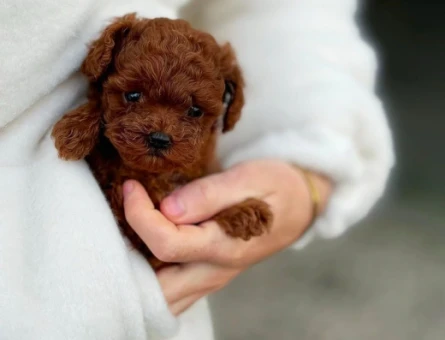 Şahane Yavrularımız Toy Poodle Teslime Hazır - 5897