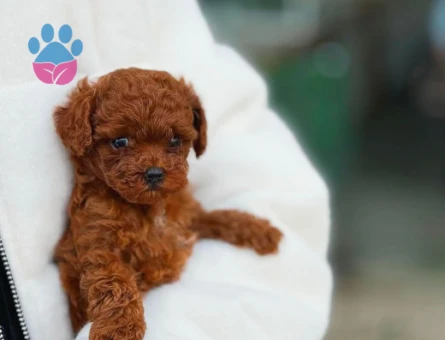 Şahane Yavrularımız Toy Poodle Teslime Hazır