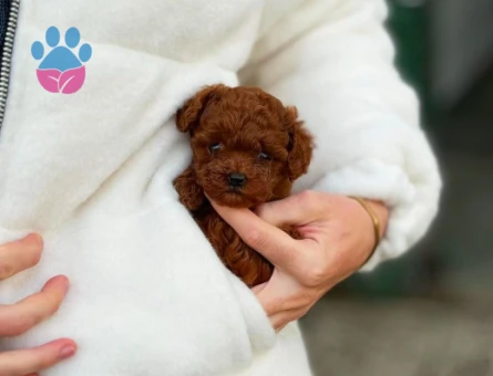 Şahane Yavrularımız Toy Poodle Teslime Hazır