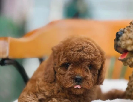 Show Kore Toy Poodle Bebekler - 5898