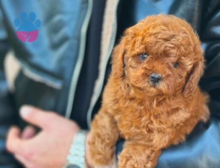 Show Kore Toy Poodle Bebekler