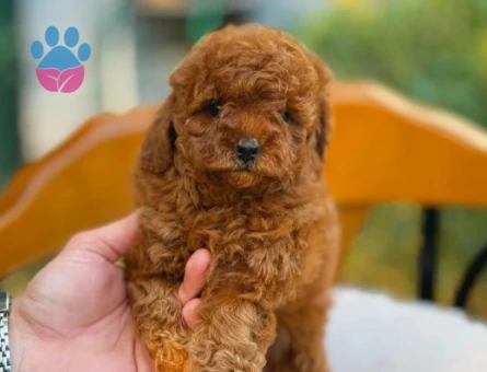 Show Kore Toy Poodle Bebekler