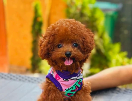 Safkan Bebeklerimiz Toy Poodle Yavrular - 5899