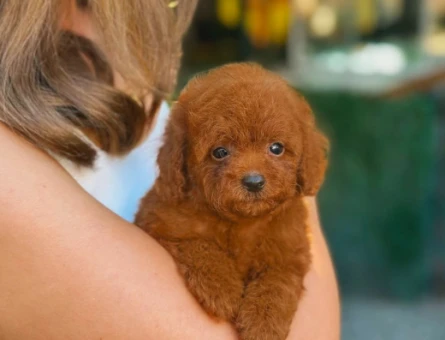 Teacup Toy Poodle Bebeklerimiz - 5900