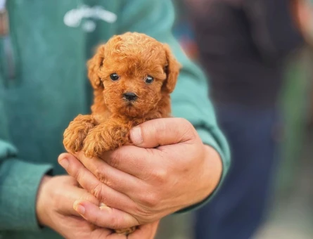 Show Kalite Kore Toy Poodle - 5901
