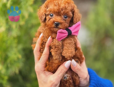 Toy Poodle Teacup Bebekler - 5902