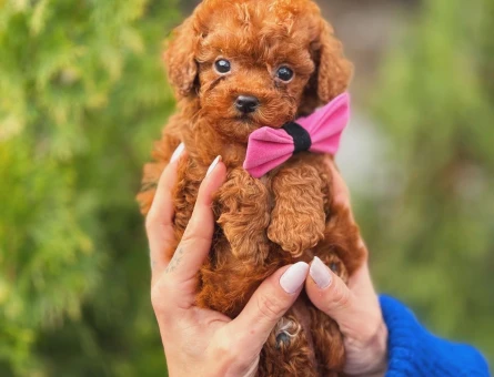 Toy Poodle Teacup Bebekler - 5902