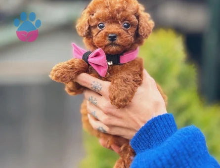 Toy Poodle Teacup Bebekler