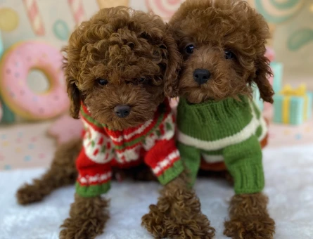 3 Aylık Toy Poodle Yavrularımız - 5904